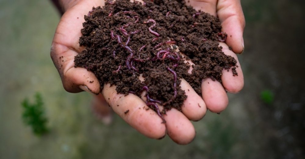 Harsal Tarım - Solid Vermicompost Usage Amount