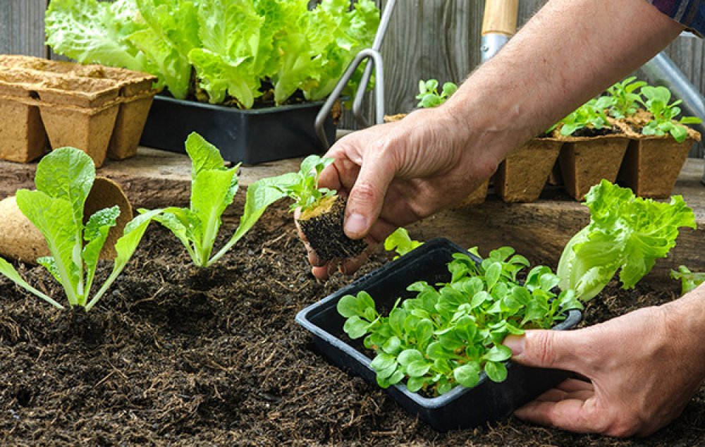 Harsal Tarım - Usage Amounts in Fruit Growing
